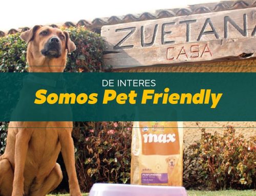 pet friendly